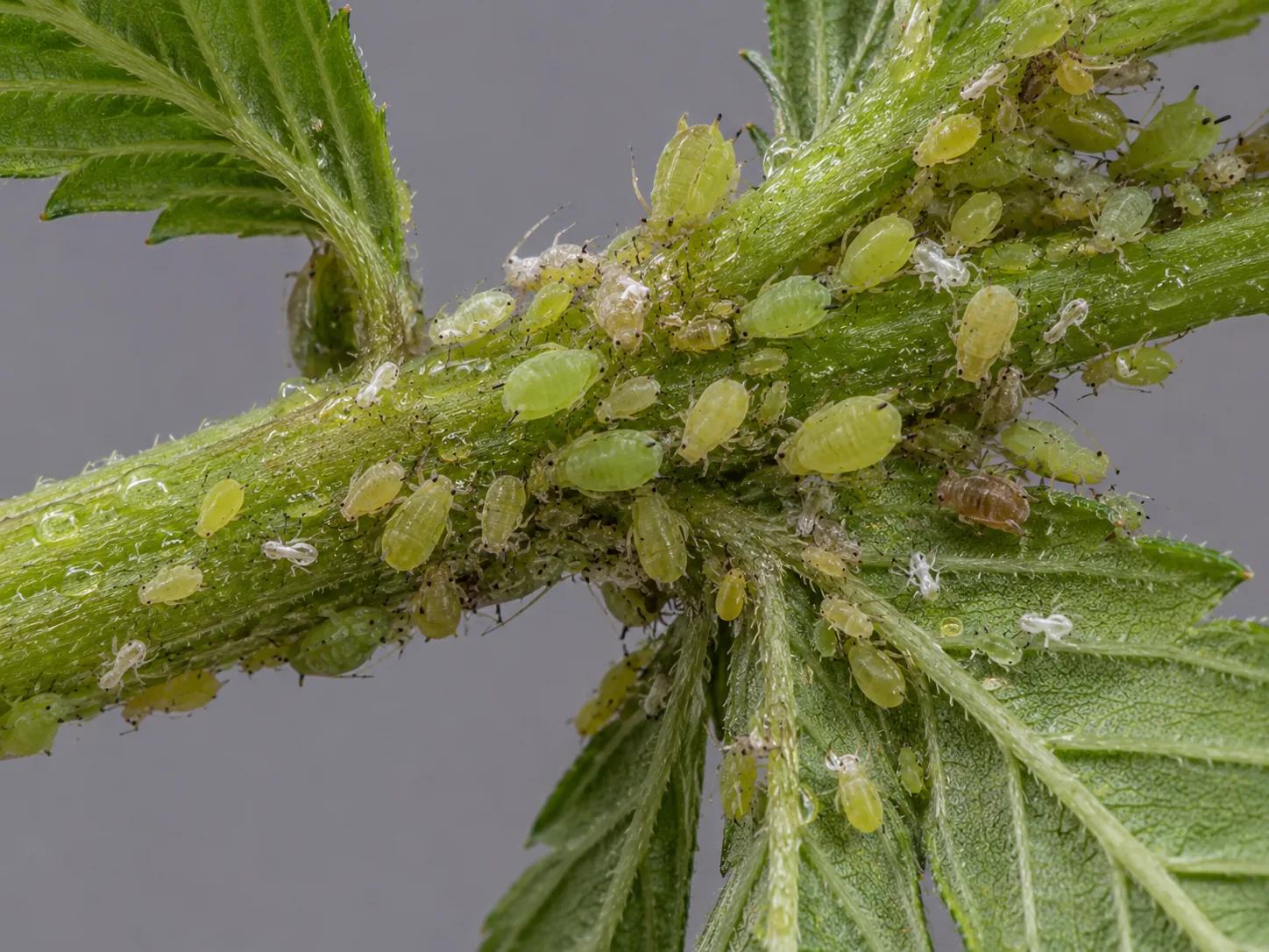 Dense colony of pale-green pear-shaped aphids packed along a fuzzy cannabis stem, dotted with white cast skins and one brown adult.