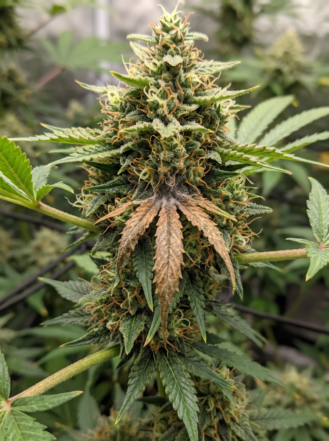 A single brown, wilted flag leaf droops mid-cola with a tuft of grey mould at its base, while the surrounding flowering plant stays green and healthy.