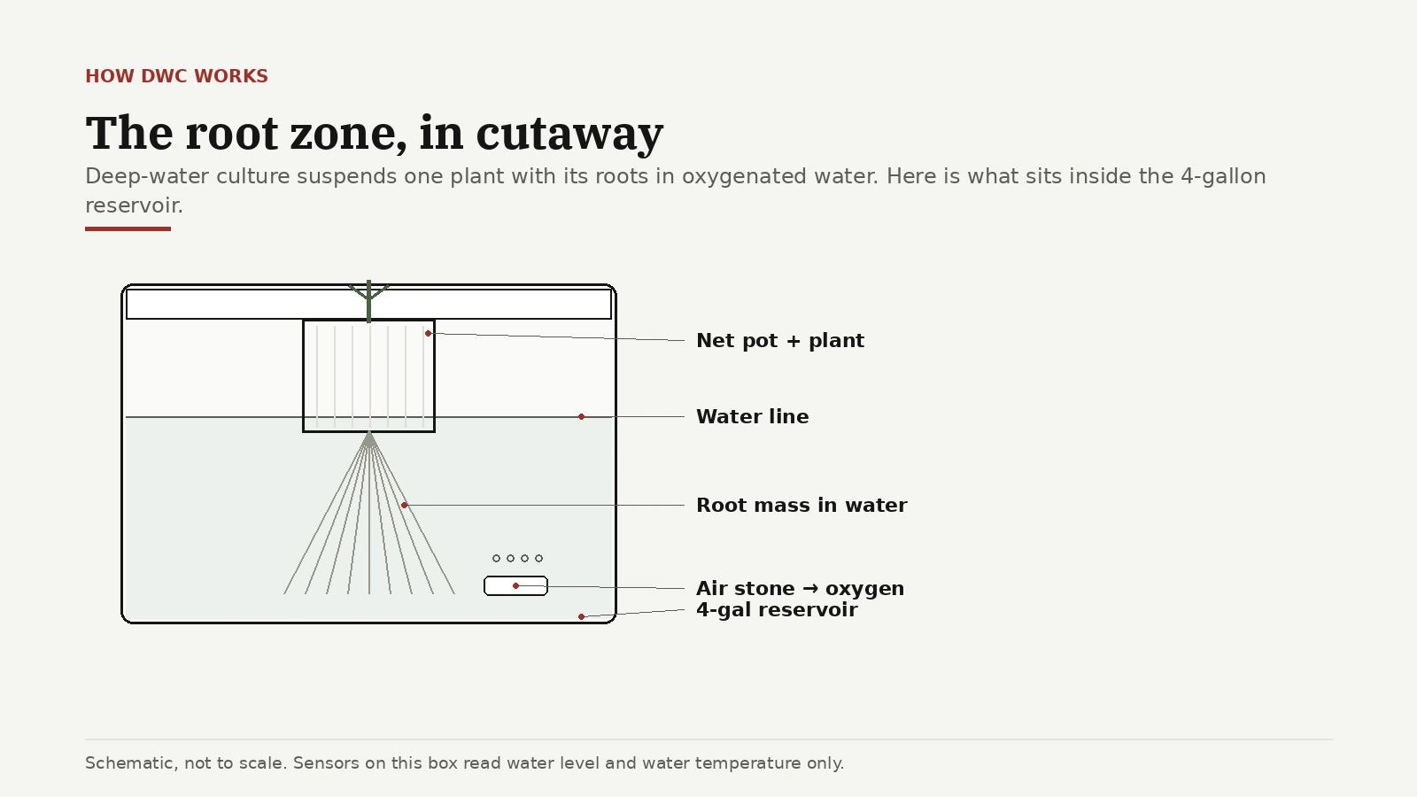 Cut-away view of a deep-water-culture reservoir showing one plant's roots reaching through a net pot into oxygenated water
