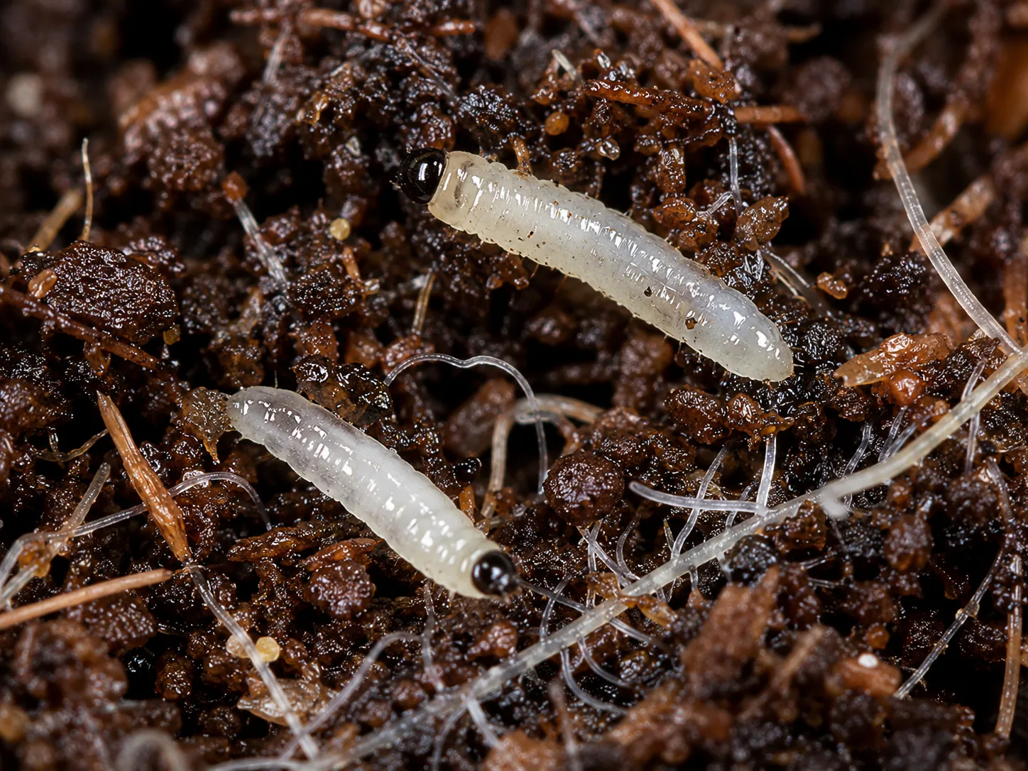 Two translucent white fungus-gnat larvae with glossy black heads threading through dark, moist grow media.