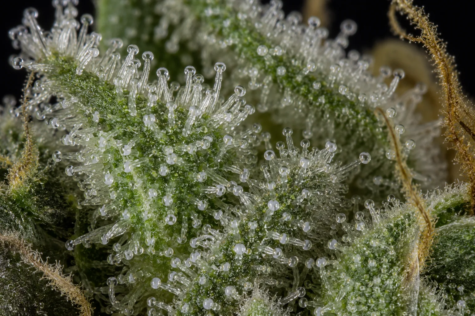 Macro photograph of clear, glassy cannabis trichomes indicating the harvest is too early.