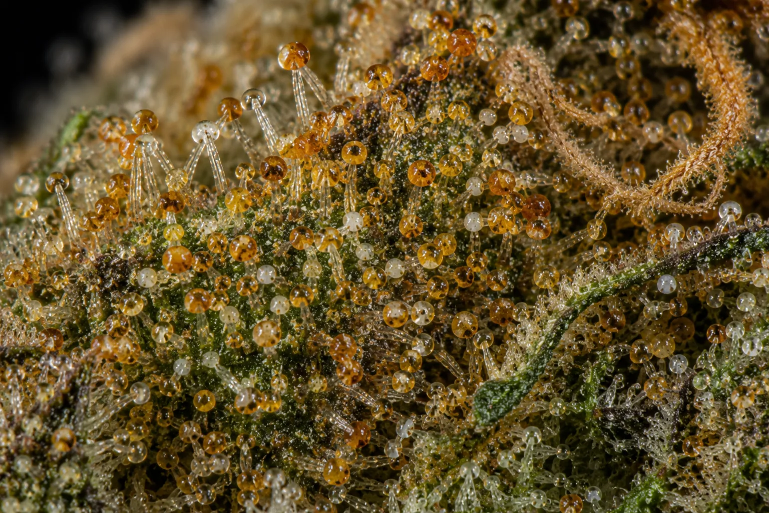 Macro photograph of heavily amber, partly degraded cannabis trichomes indicating the harvest is past peak and late.