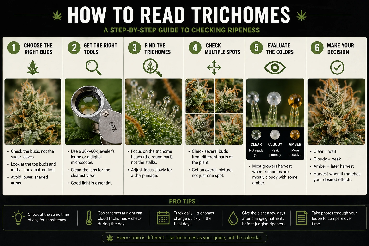 Six-step visual guide to reading cannabis trichomes for ripeness: choose the right buds, get a 30 to 60x loupe, find the trichomes, check multiple spots, evaluate clear, cloudy, and amber colors, then make the harvest decision.