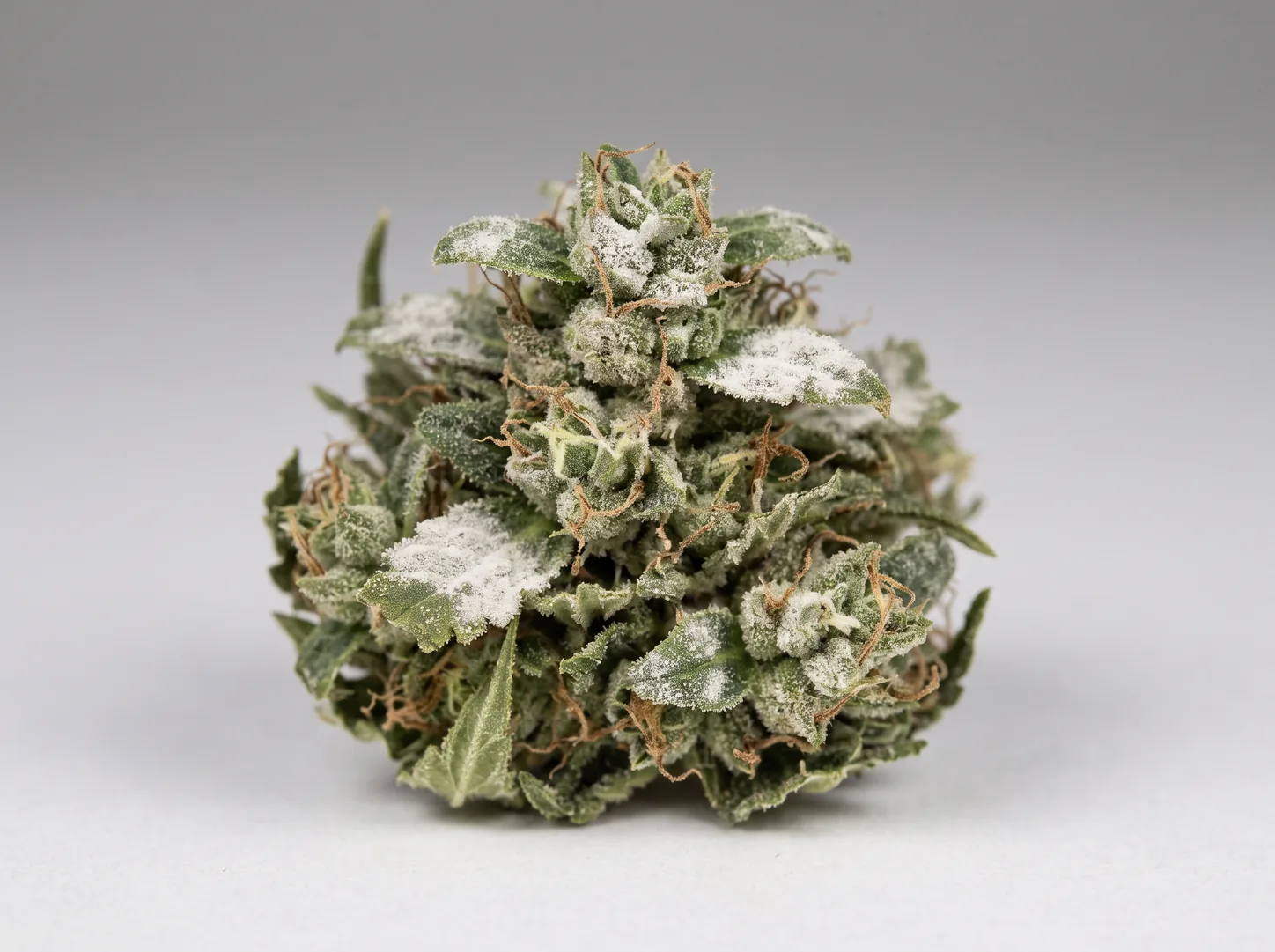 A single bud dusted with a flat, matte, flour-white powdery coating across its calyxes and sugar leaves, dull rather than glassy.