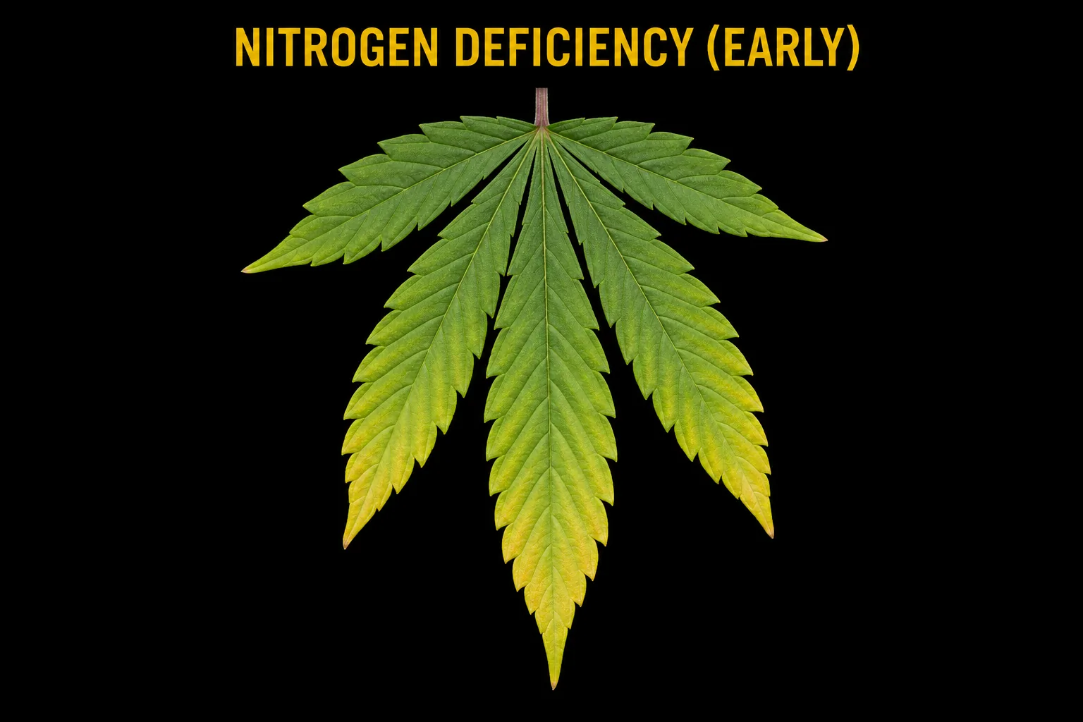 Early-stage nitrogen deficiency on a cannabis plant: the lowest, oldest fan leaves just beginning to pale and yellow.