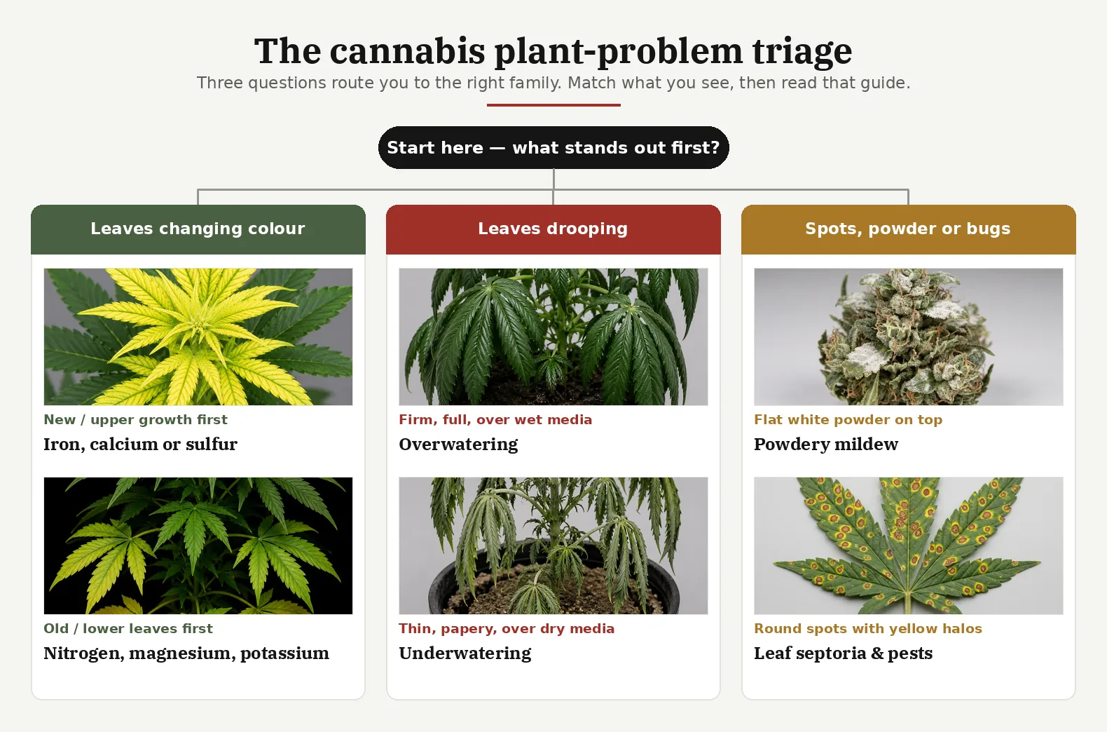Triage board splitting 'what stands out first?' into three columns, colour change, drooping, and spots or bugs, each with labeled plant photos.