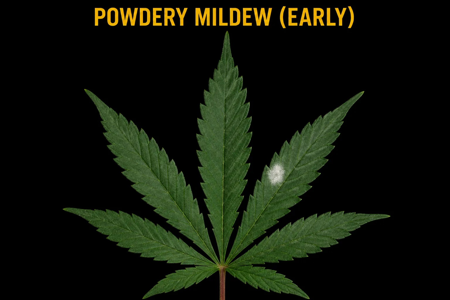 Early powdery mildew: the first faint white powdery spots appearing on a cannabis fan leaf.