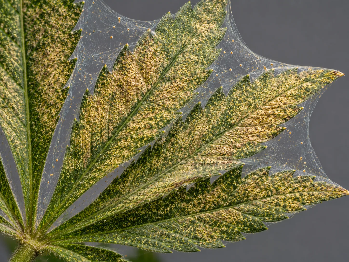 Dense translucent webbing sheeting across a bronzed, heavily stippled cannabis leaf, with tiny mites dotting the silk strands.