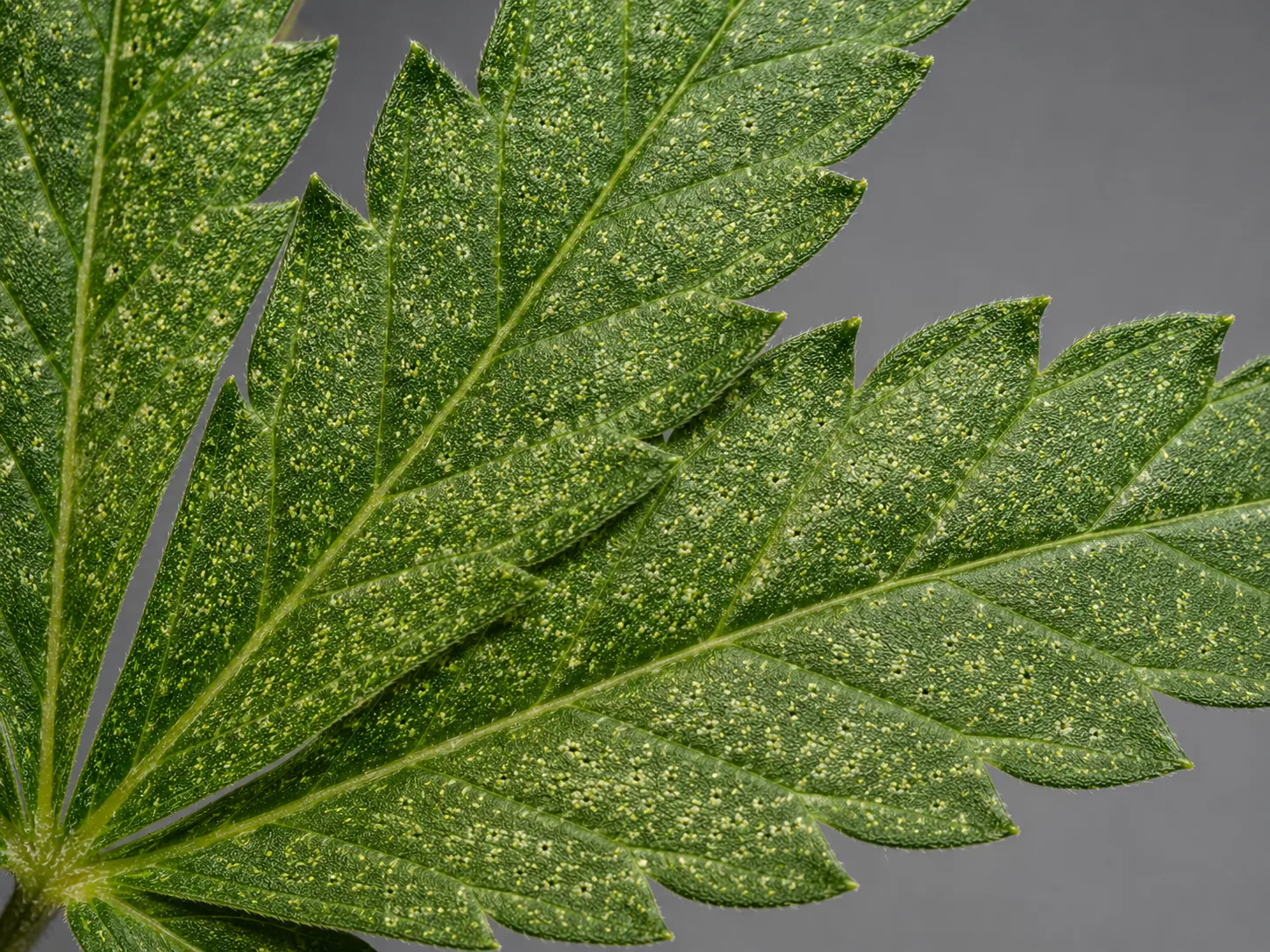 Upper surface of a green cannabis fan leaf peppered with fine pale-yellow pinprick speckles, evenly matte with no webbing.