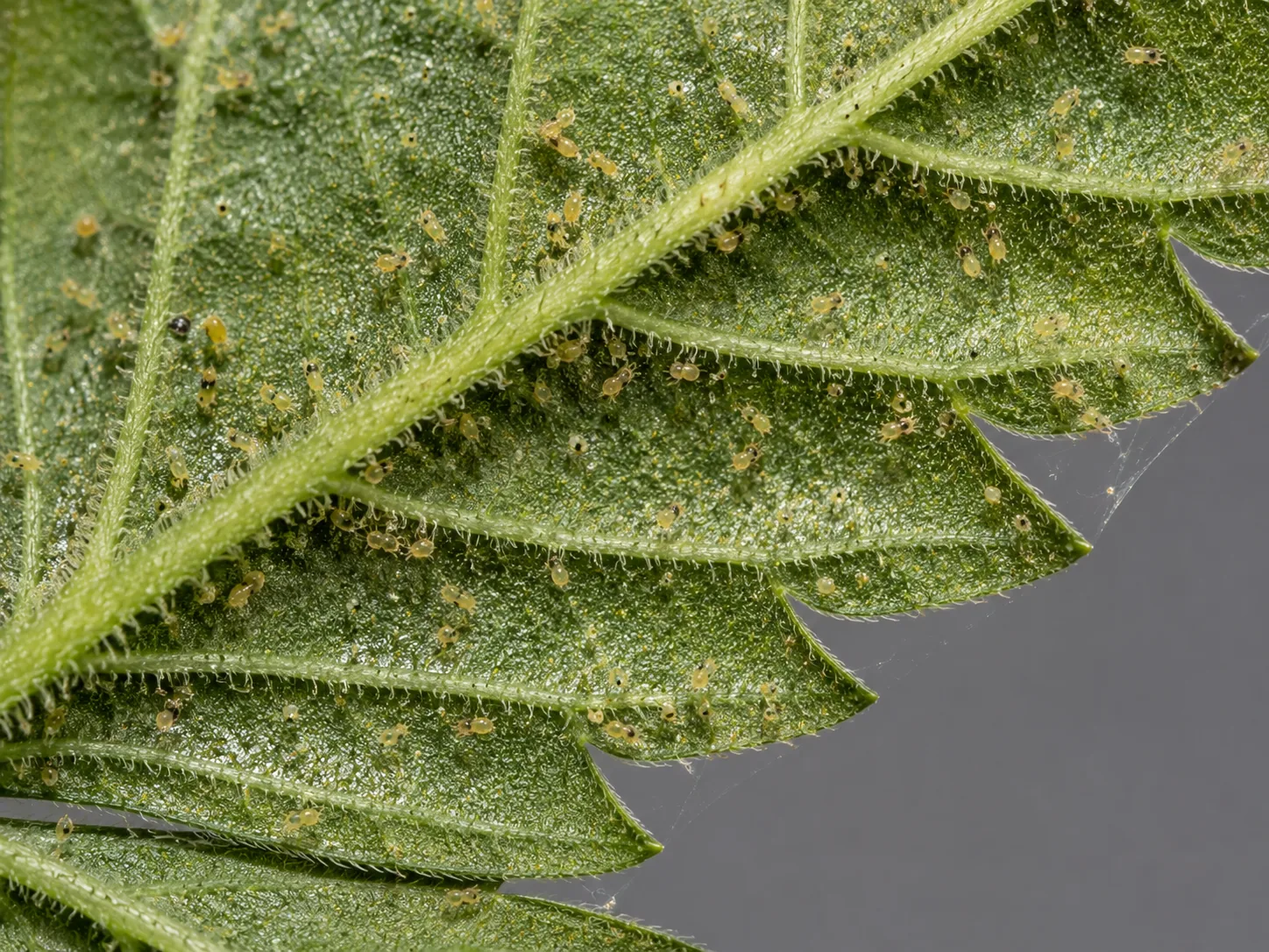 Underside of a cannabis leaf crowded with pale-yellow two-spotted mites and specks clustered along the veins, with stray silk strands.