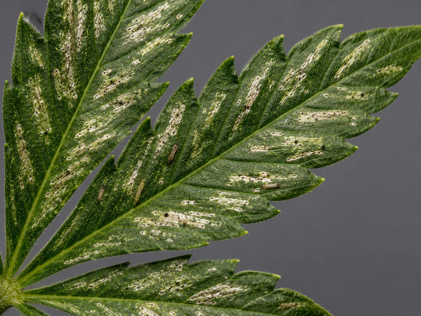 Cannabis leaflets streaked with glossy silver-white feeding scars flecked with black frass, a slender pale thrips resting on the blade.
