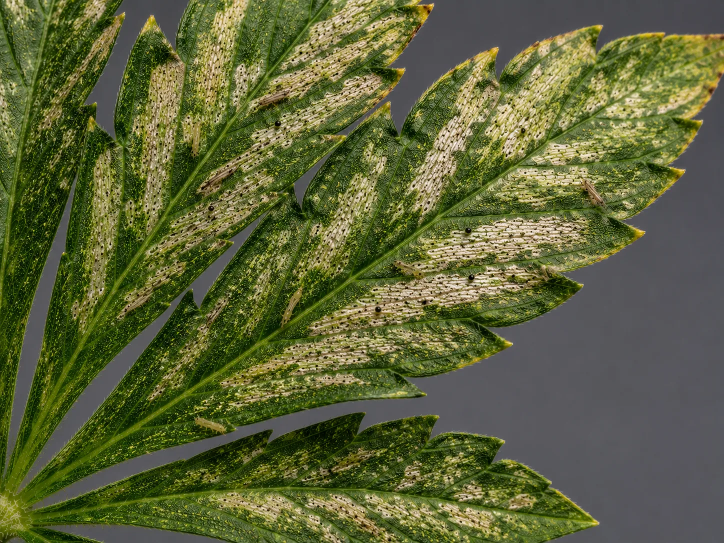 Cannabis leaf with silver feeding scars merged into broad pale zones, scattered black frass, and several slender thrips crawling across it.