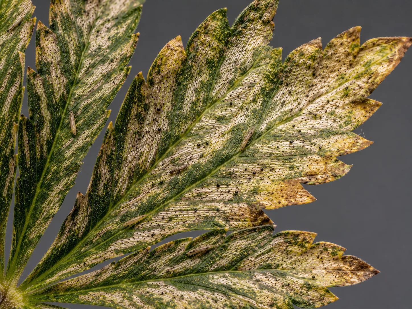 Cannabis leaf scarred silver-grey over most of its blade, papery and curling with browning tips and dense black frass among the damage.
