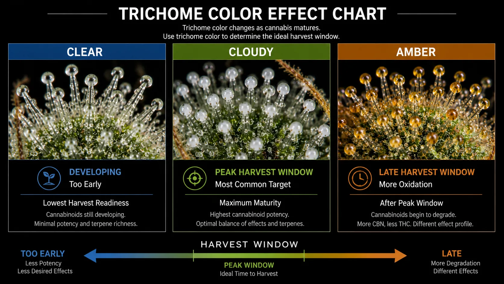 Trichome color effect chart: clear trichomes are developing and too early, cloudy are the peak harvest window with maximum potency, and amber are a later window where cannabinoids begin to degrade toward a more sedative profile.