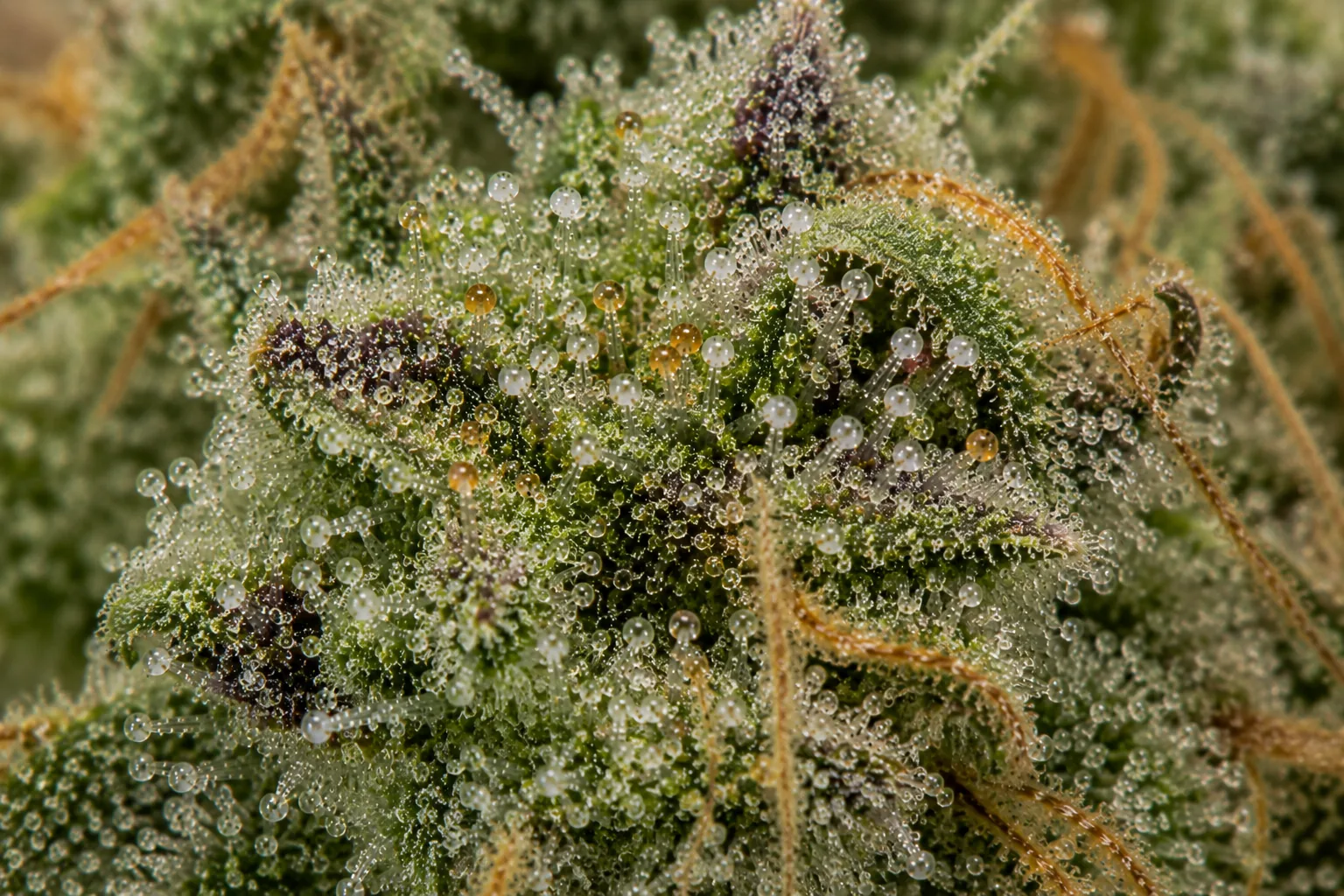 Cannabis trichomes viewed at roughly 30x loupe magnification, showing a wide field of the bud with trichome heads visible but color hard to judge.