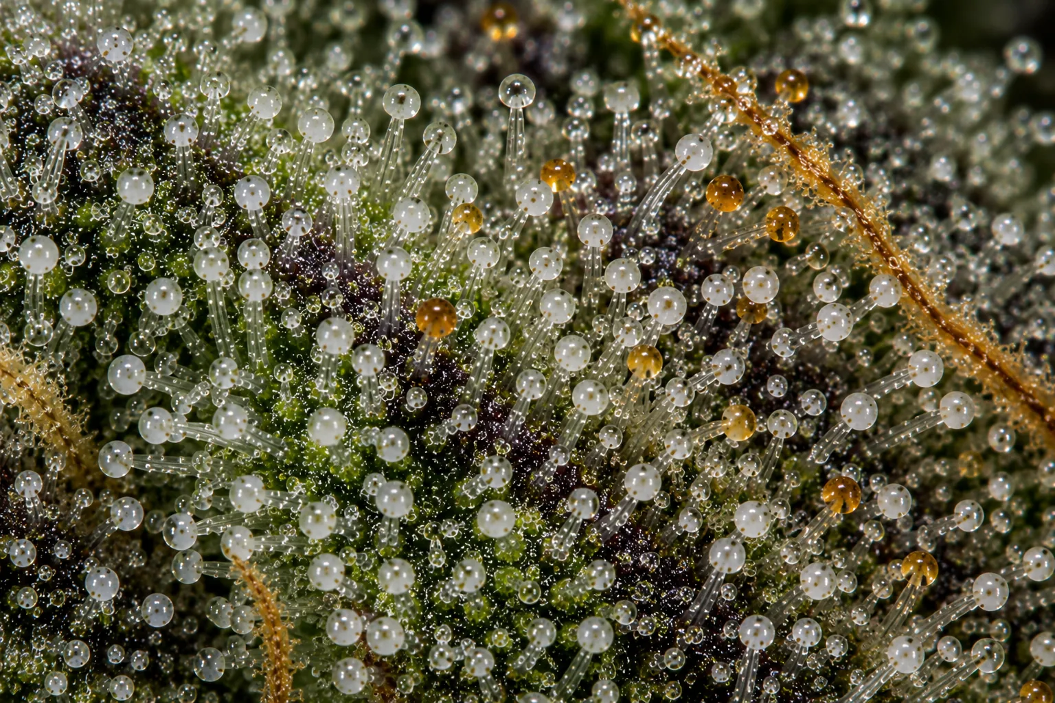 Cannabis trichomes viewed at roughly 60x microscope magnification, showing individual resin heads clearly enough to judge clear, cloudy, and amber color.