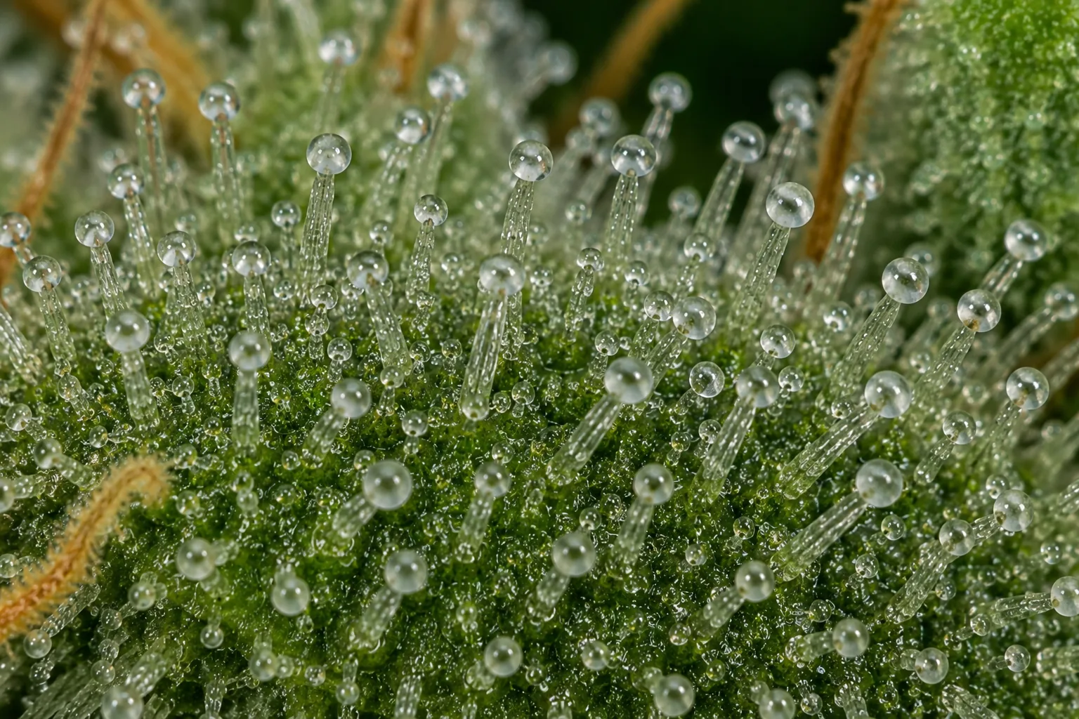 Macro photograph of clear, glassy, fully transparent cannabis trichome heads - the immature, too-early harvest stage.