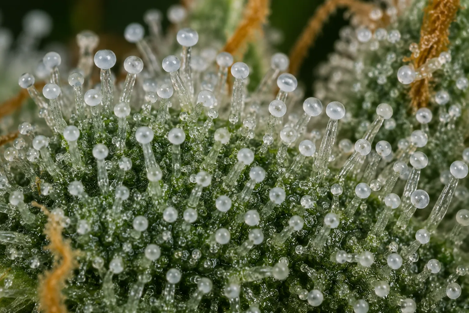Macro photograph of cloudy, milky-white cannabis trichome heads - the peak-THC harvest window.