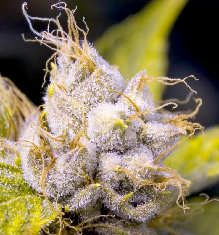 Macro close-up of cannabis trichomes on a flower surface showing stalked resin glands in neutral light.