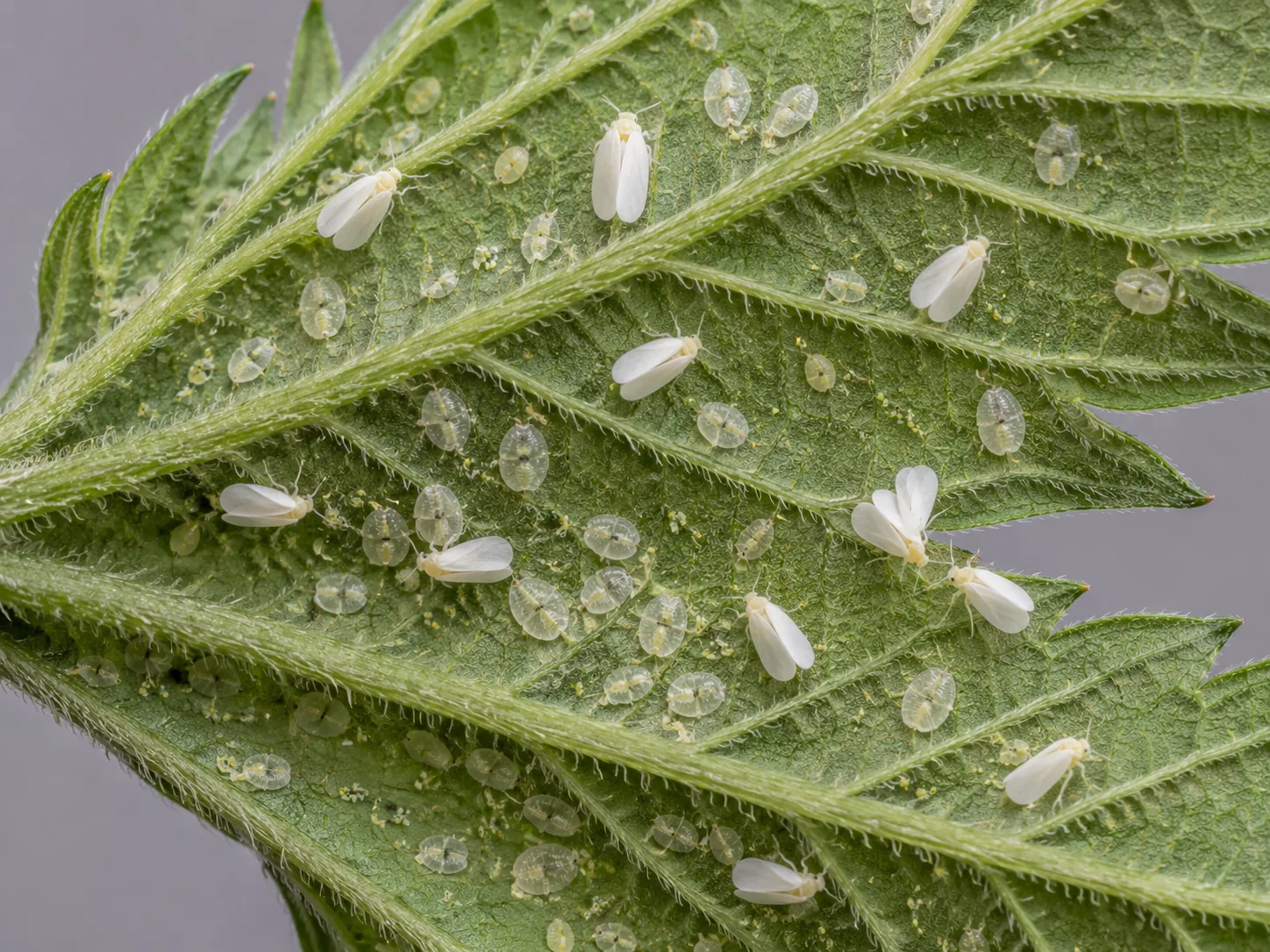 Underside of a cannabis leaf dotted with tiny white winged whiteflies among rows of flat translucent oval nymphs along the veins.
